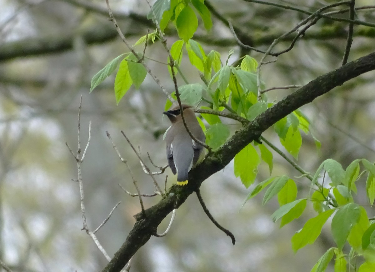 Cedar Waxwing - Su Snyder