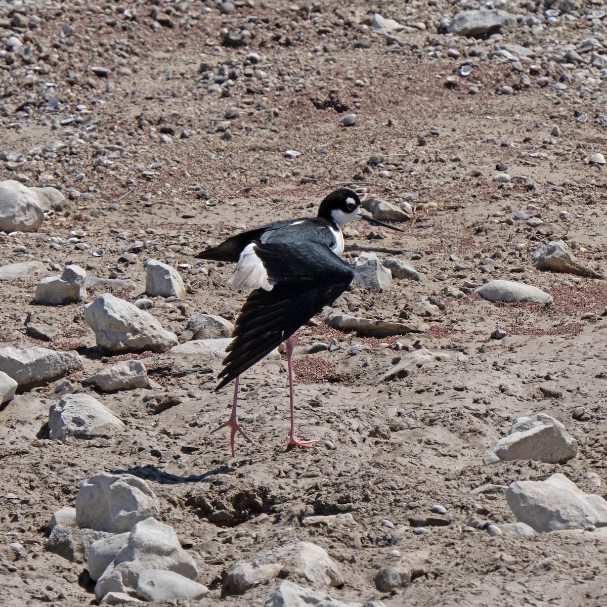 Black-necked Stilt - ML565224571