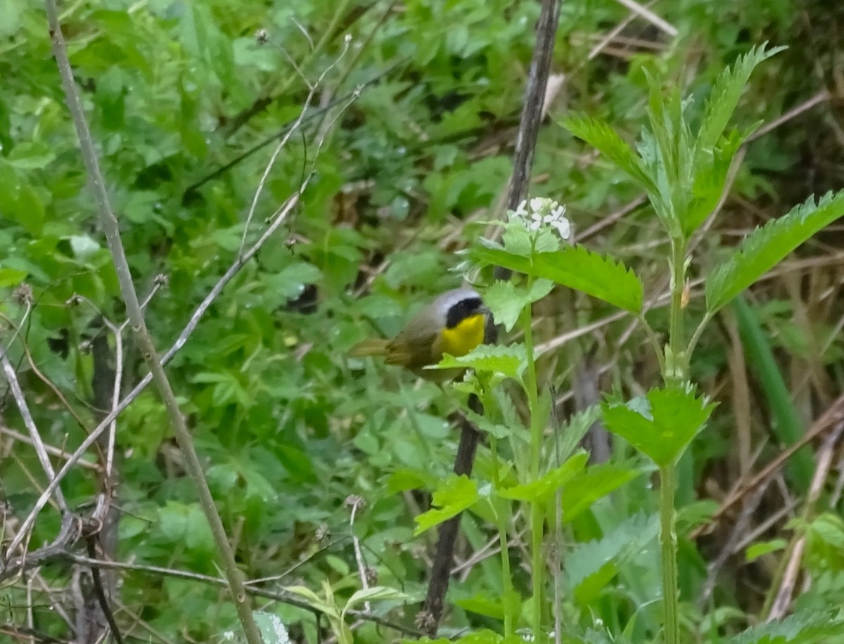 Common Yellowthroat - ML565224701