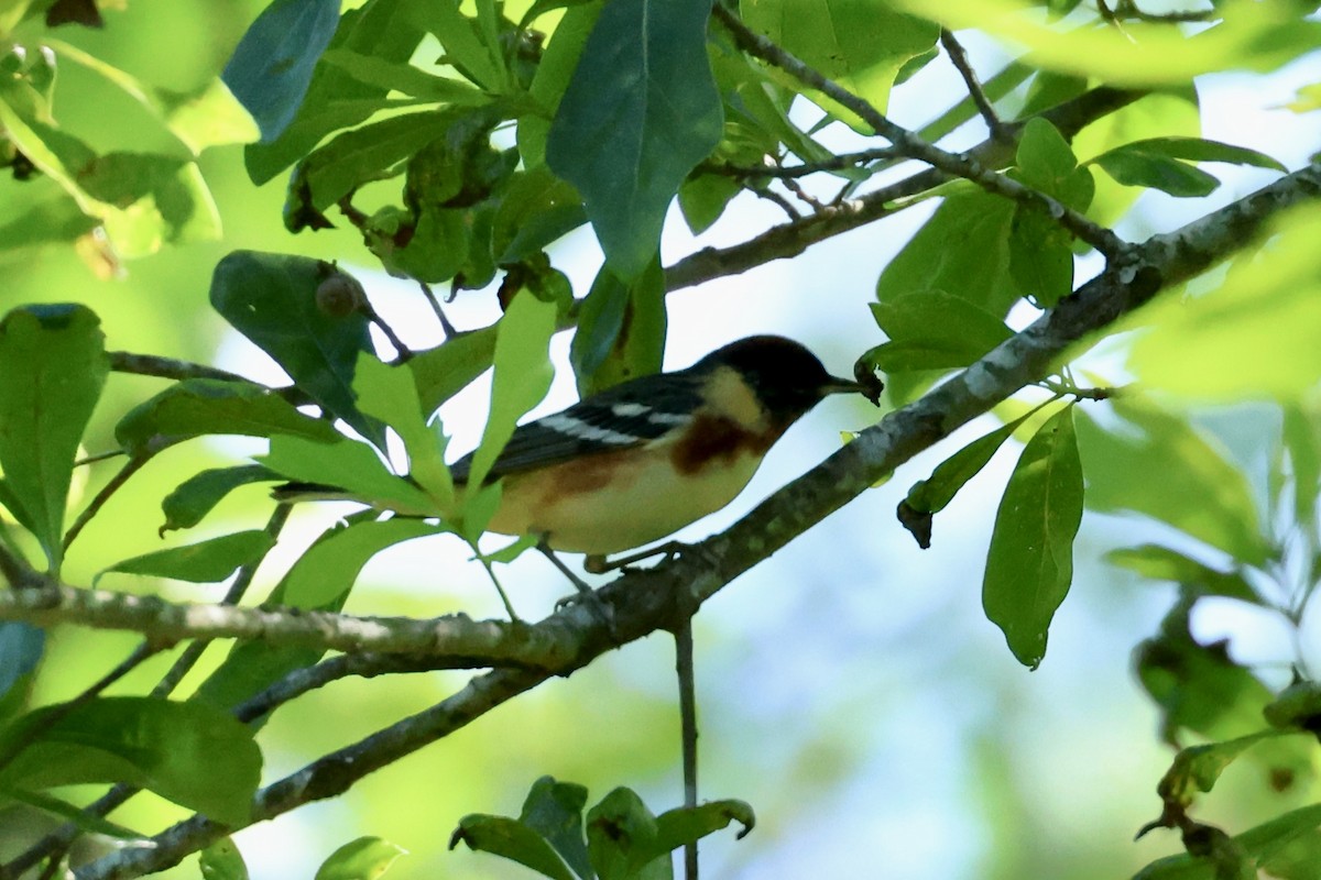 Bay-breasted Warbler - ML565224711