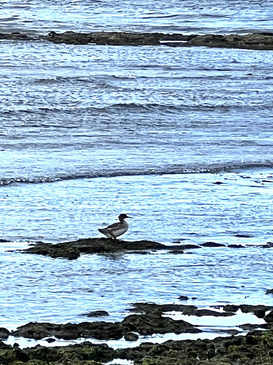 Red-breasted Merganser - Lisa Sorenson