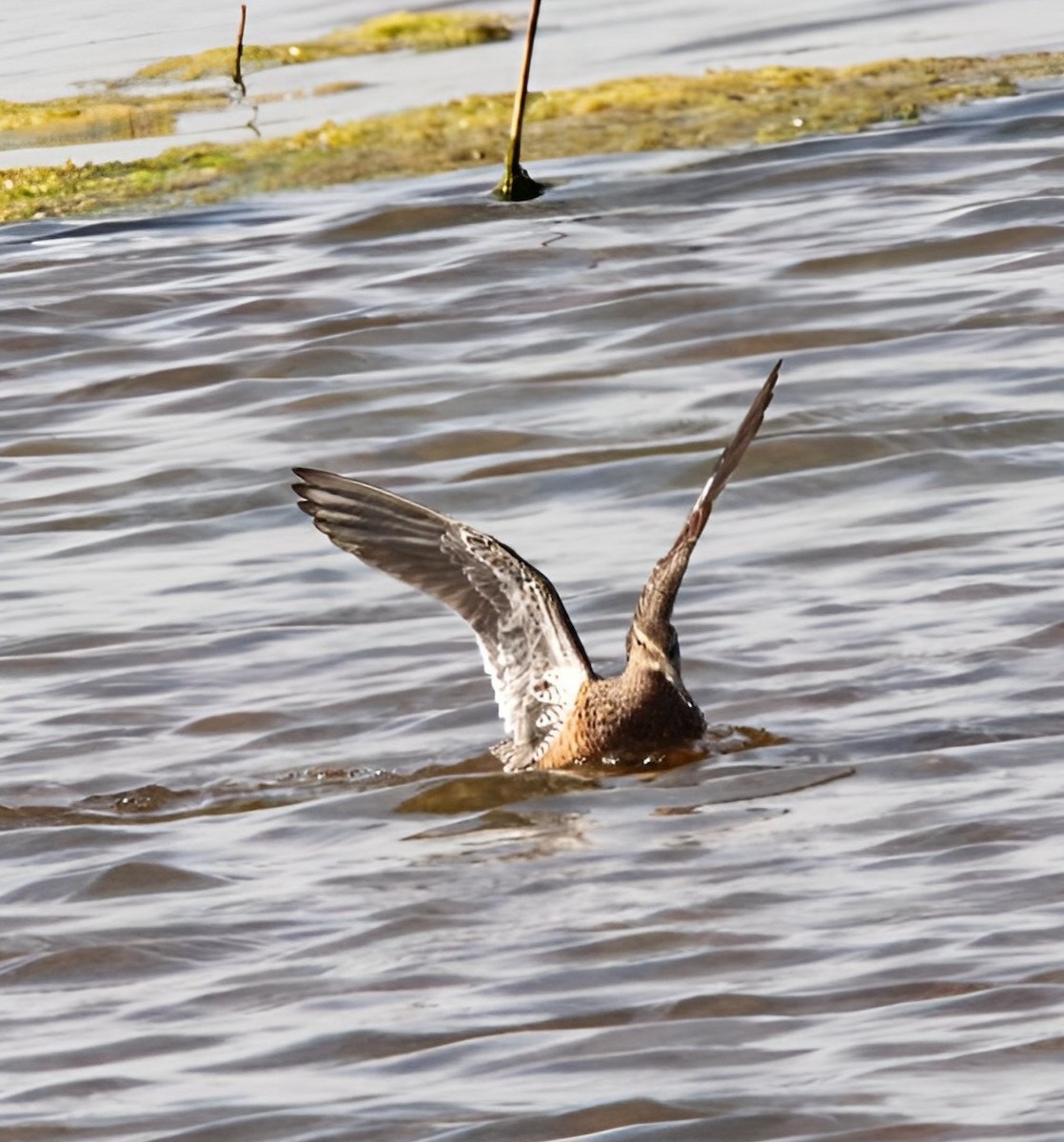 Long-billed Dowitcher - ML565224851