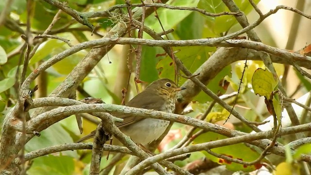 Grive à dos olive - ML565225161