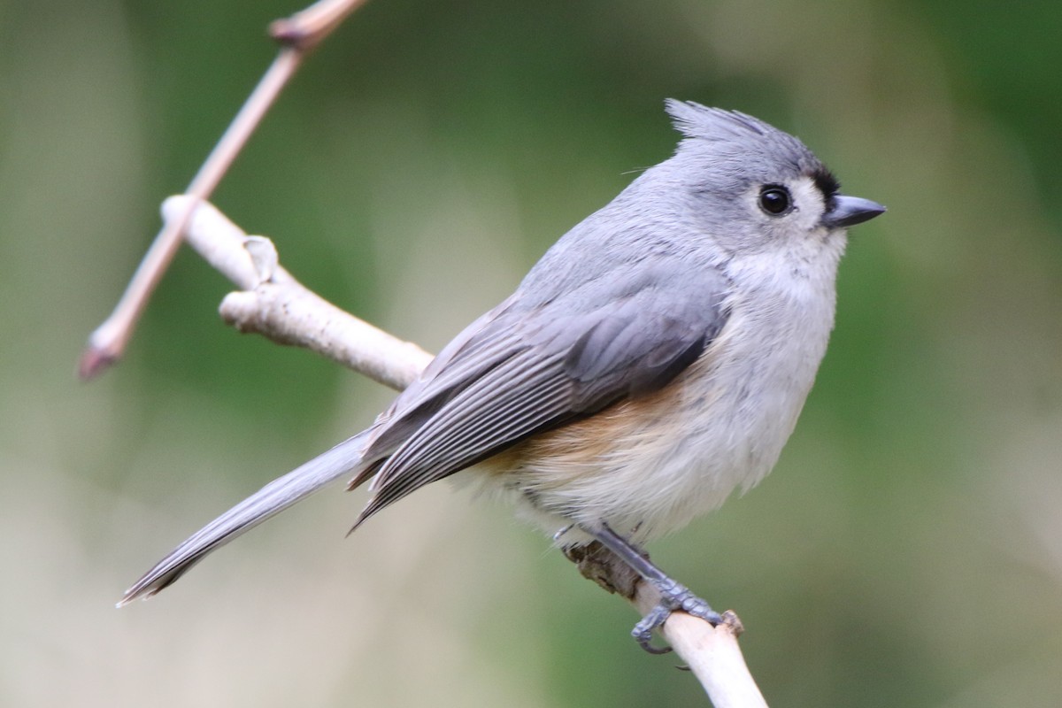 Tufted Titmouse - ML565225311