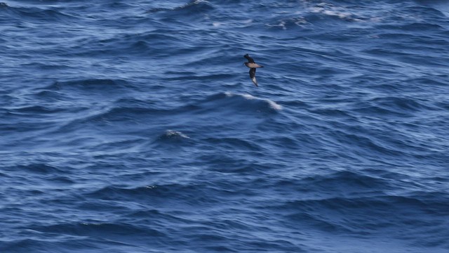 Murphy's Petrel - ML565225501