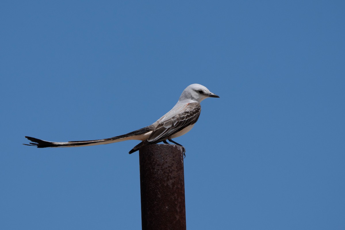 Scissor-tailed Flycatcher - ML565226421