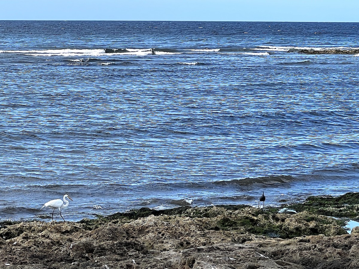 Great Egret - ML565226811