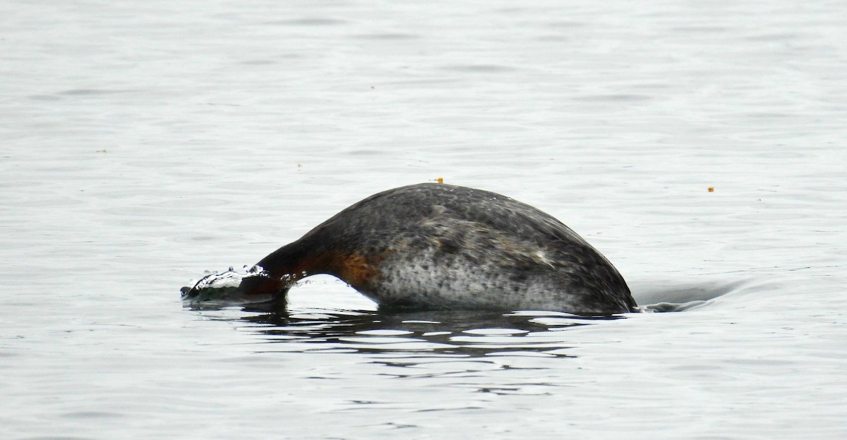 Red-necked Grebe - Bonnie Heinecke