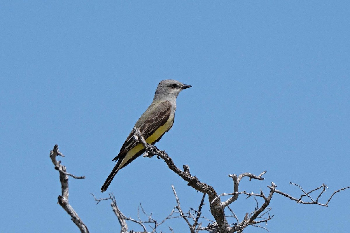 Western Kingbird - ML565228071