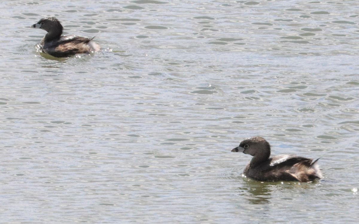 Pied-billed Grebe - Aaron Hywarren