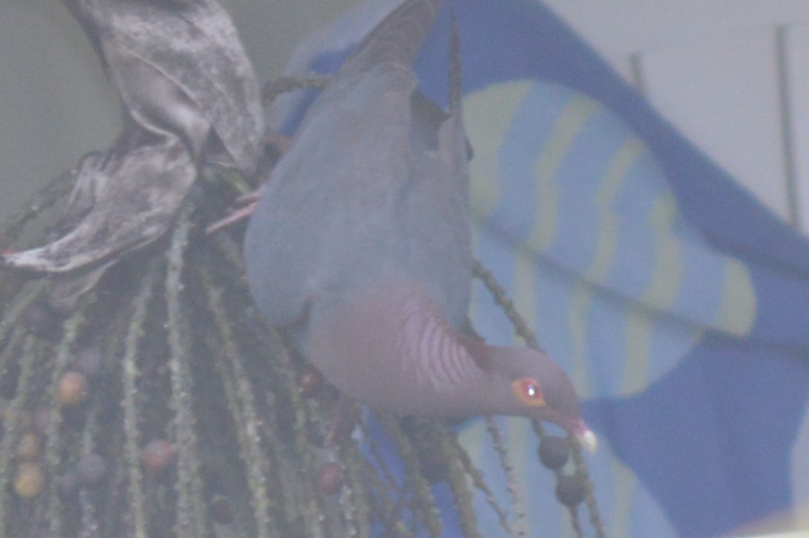 Pigeon à cou rouge - ML56522831