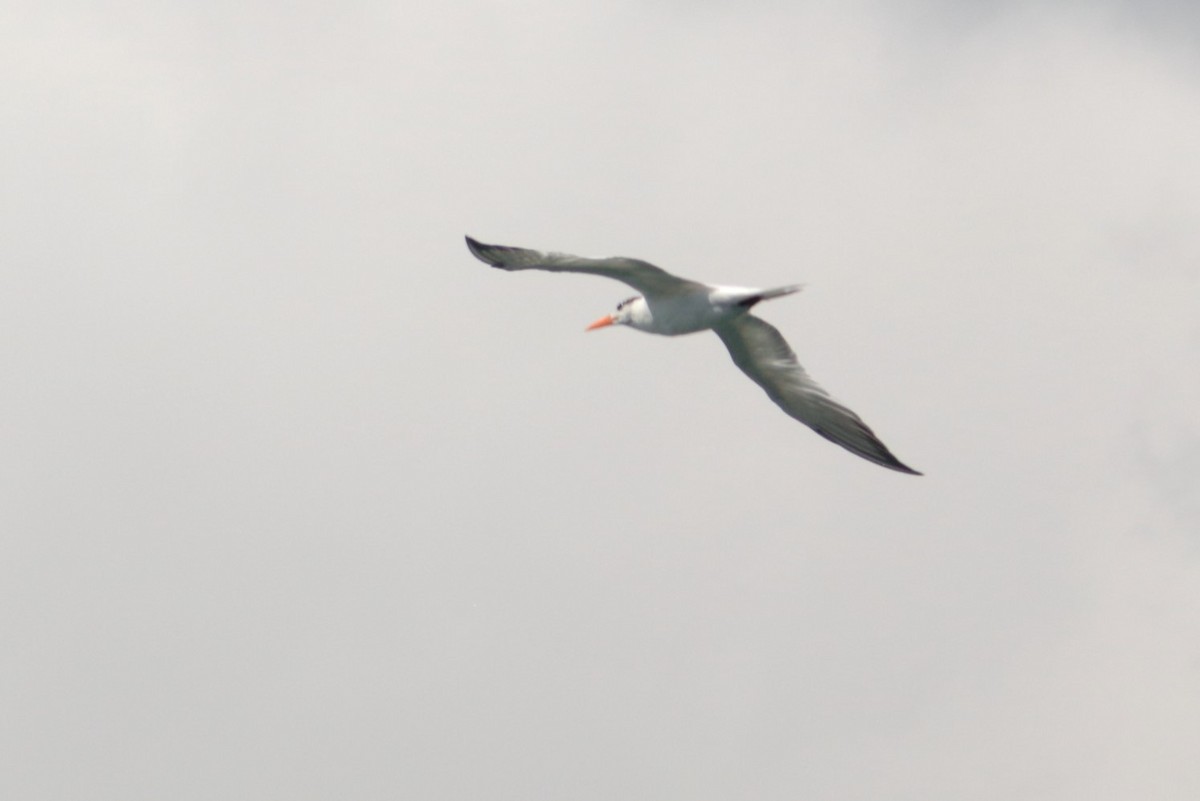 Royal Tern - ML565230901