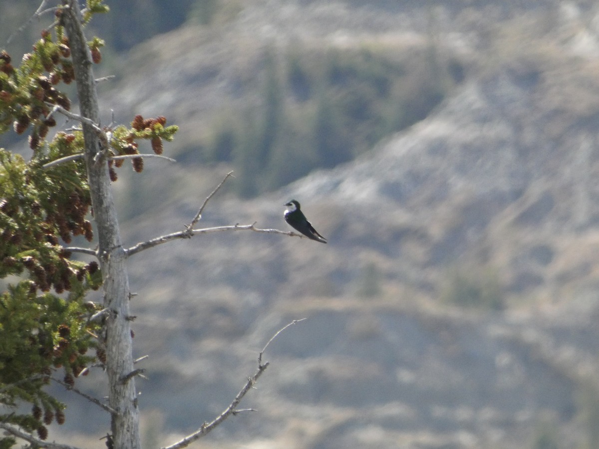 Violet-green Swallow - Nathan Heuver