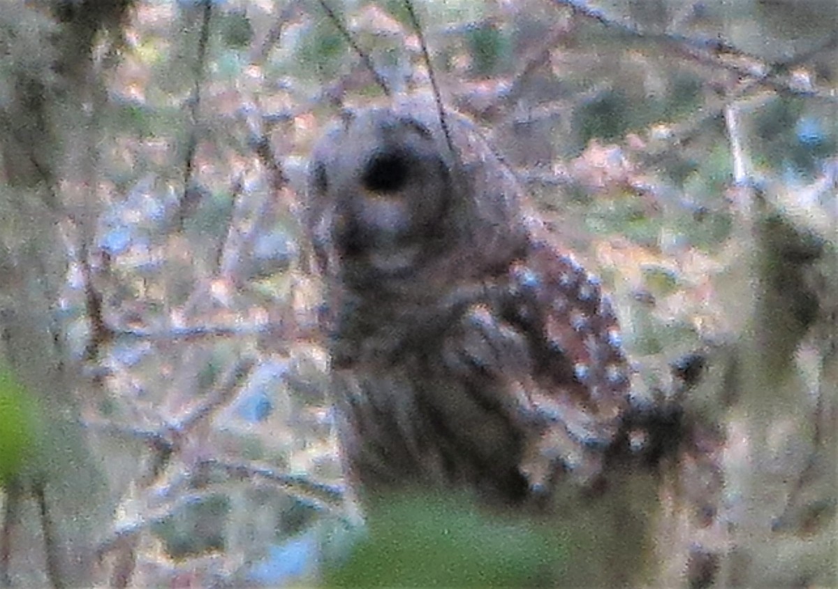 Barred Owl - ML565231431