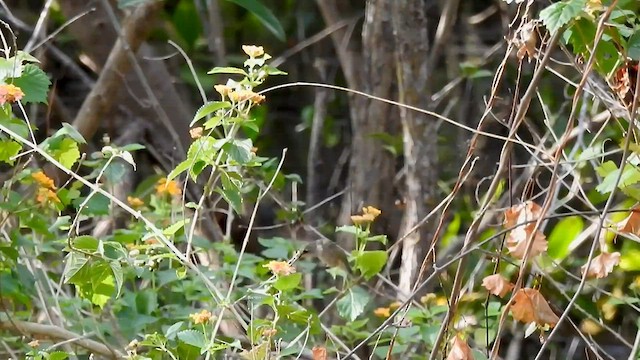 Colibri à gorge rubis - ML565231731