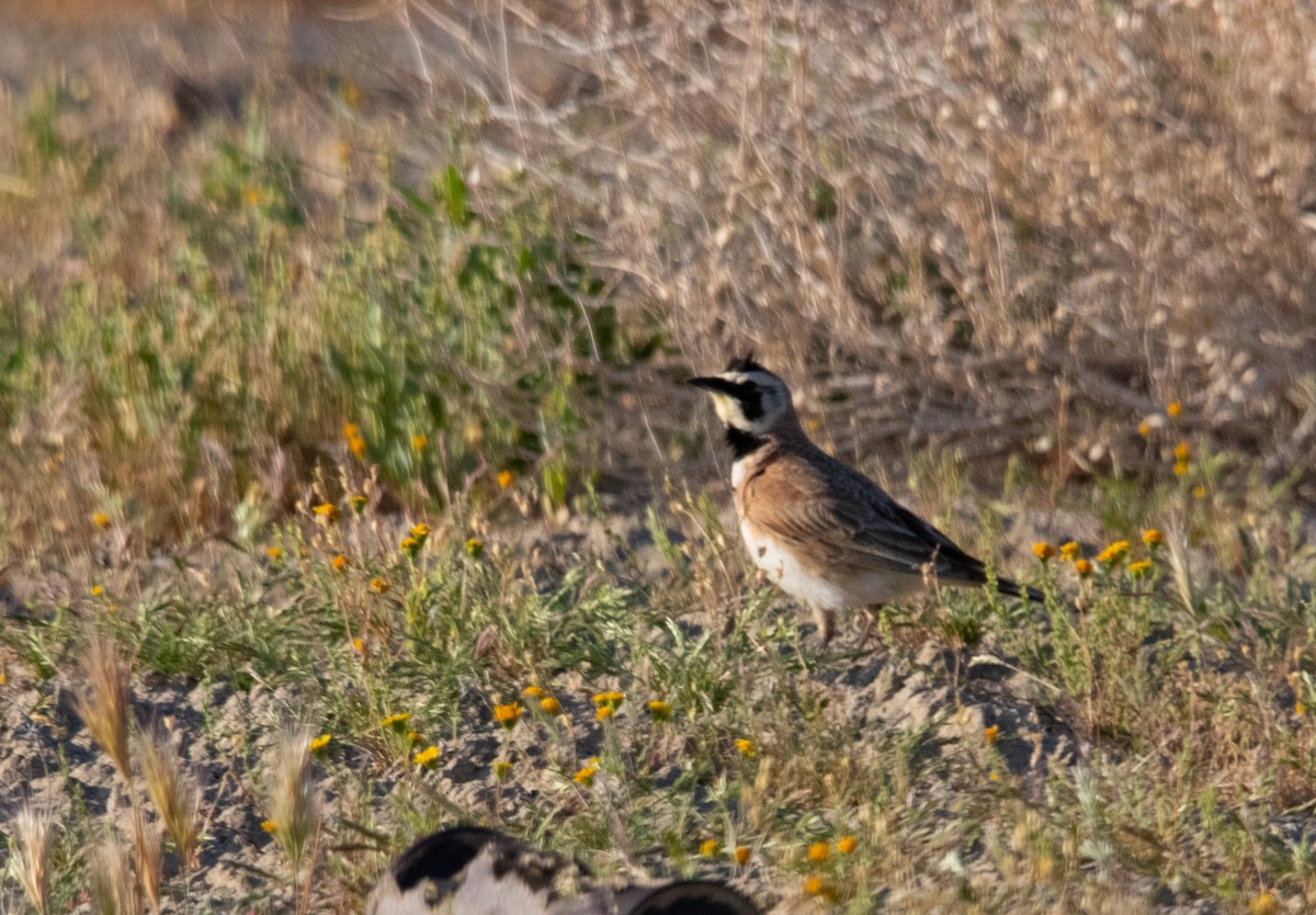 Horned Lark - ML565232191