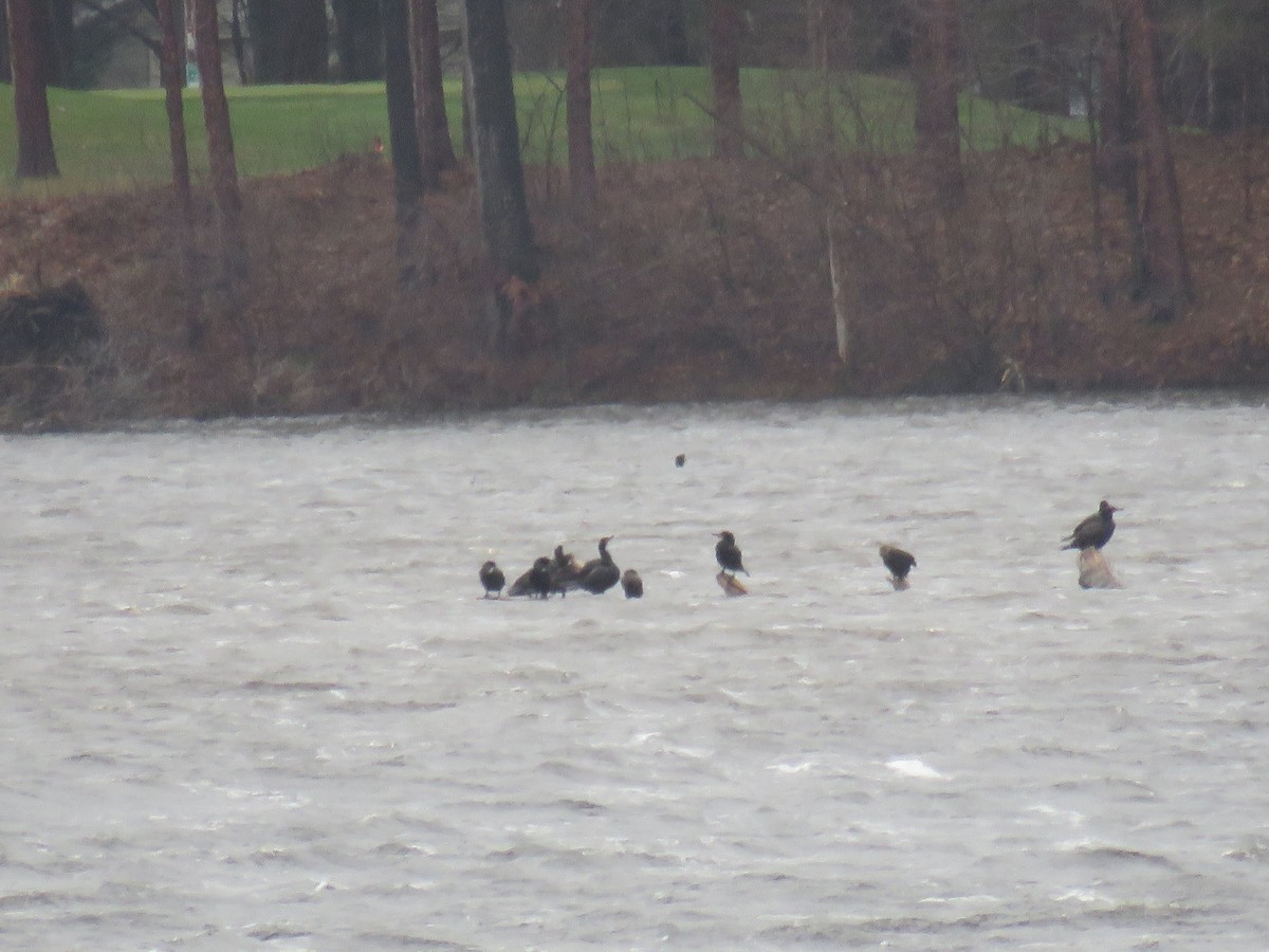 Double-crested Cormorant - ML565232251