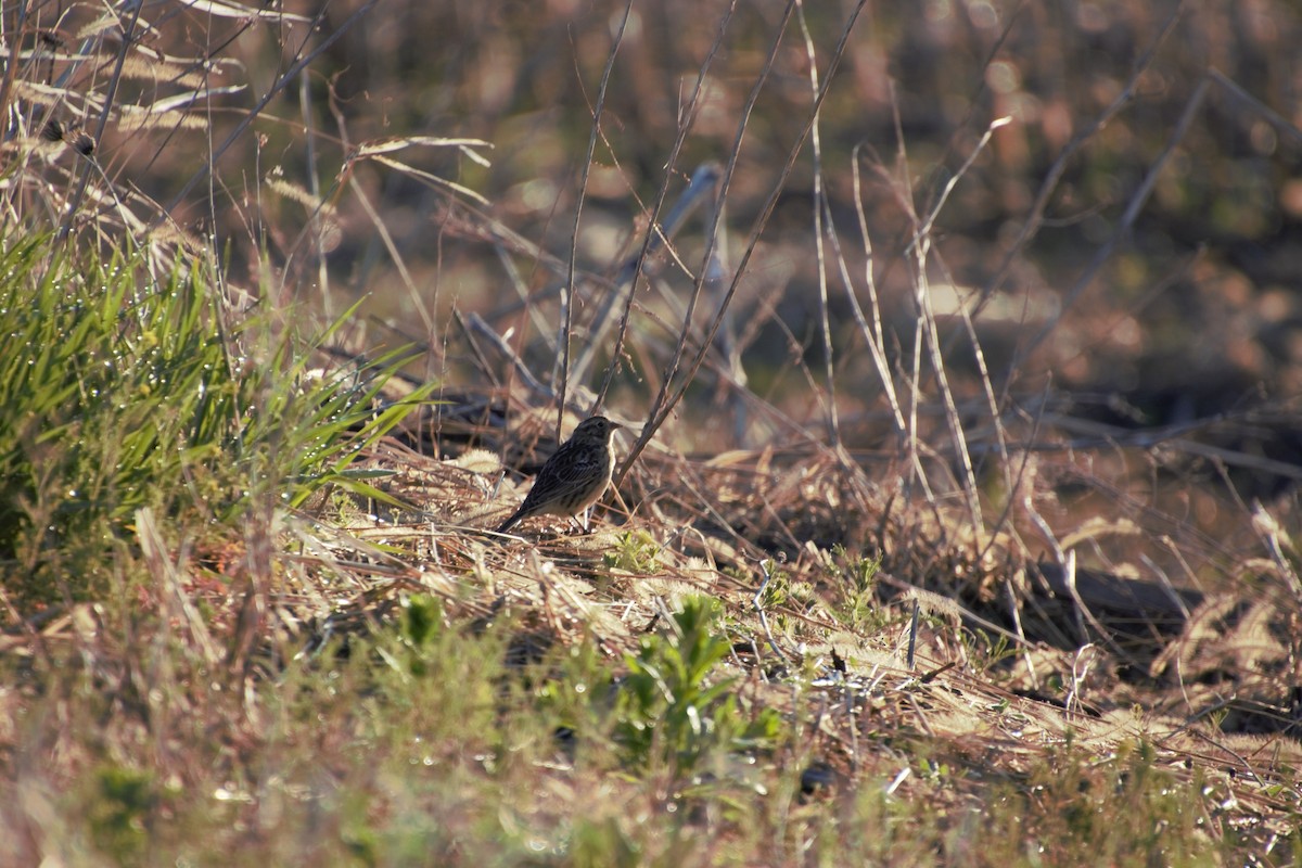 Smith's Longspur - ML565232541