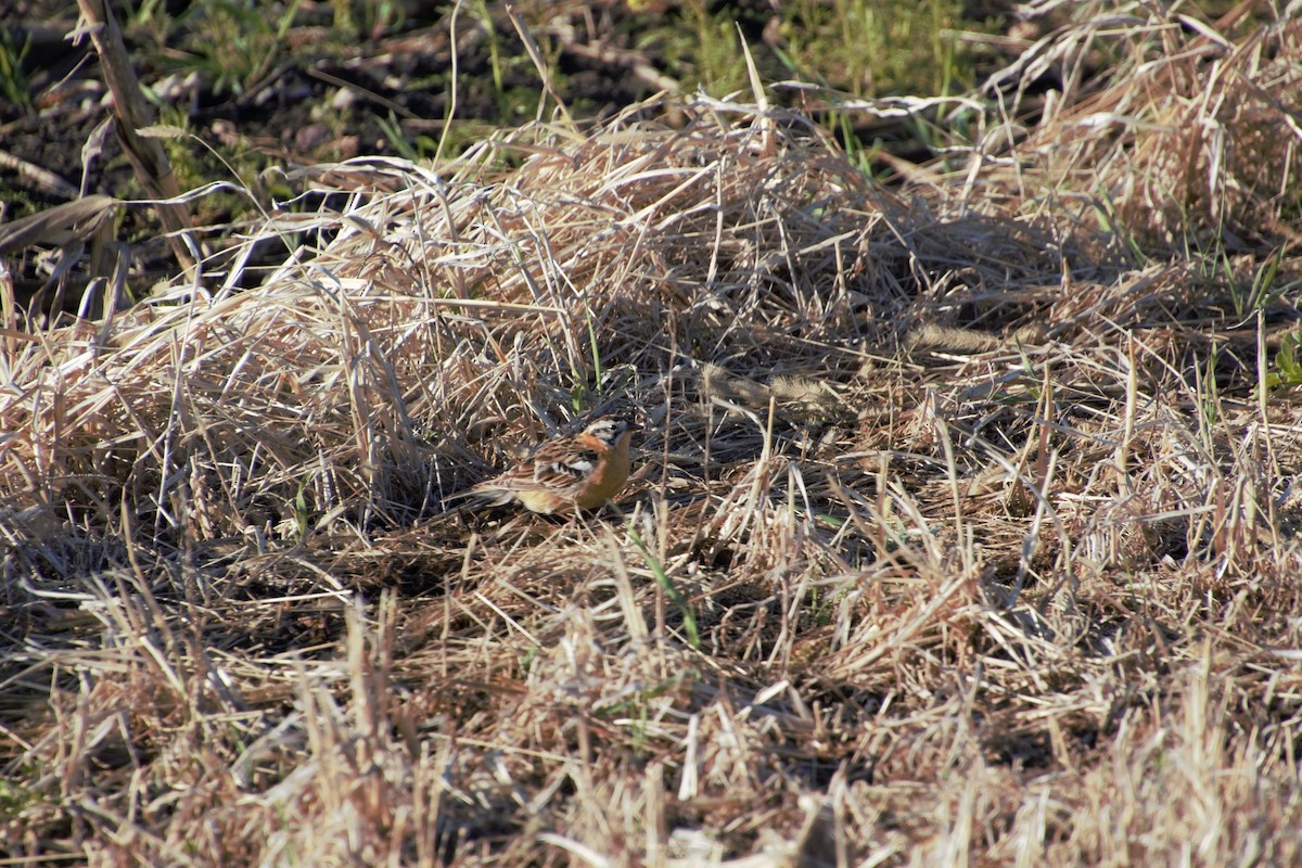 Smith's Longspur - ML565232571