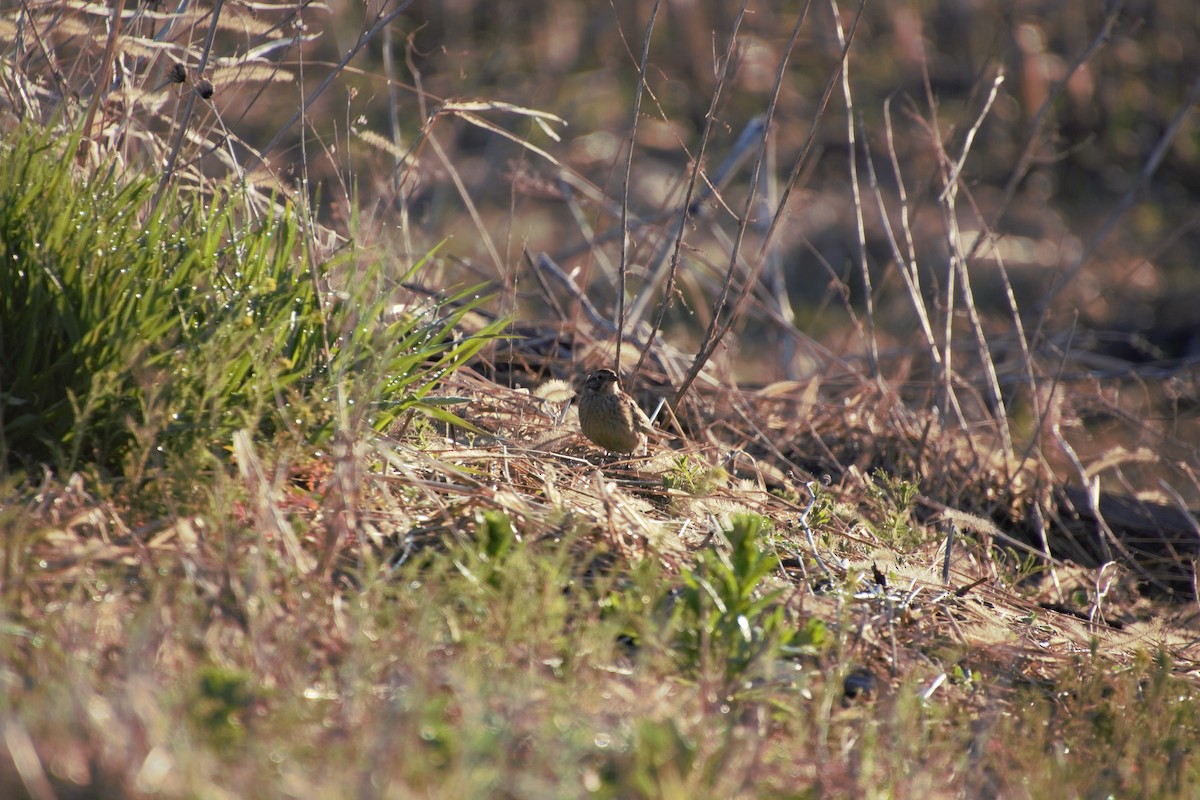 Smith's Longspur - ML565232811