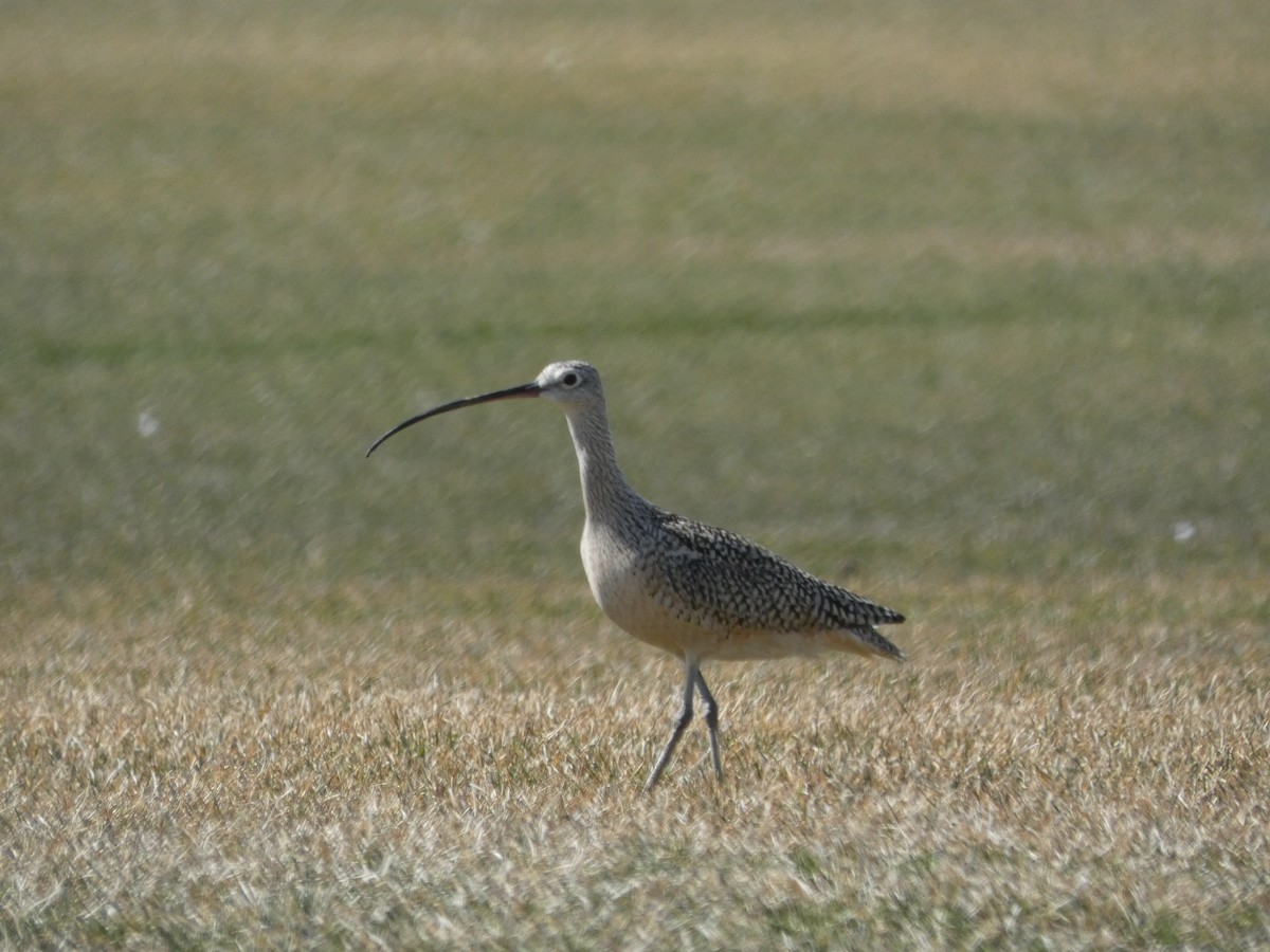 Long-billed Curlew - Nathan Heuver