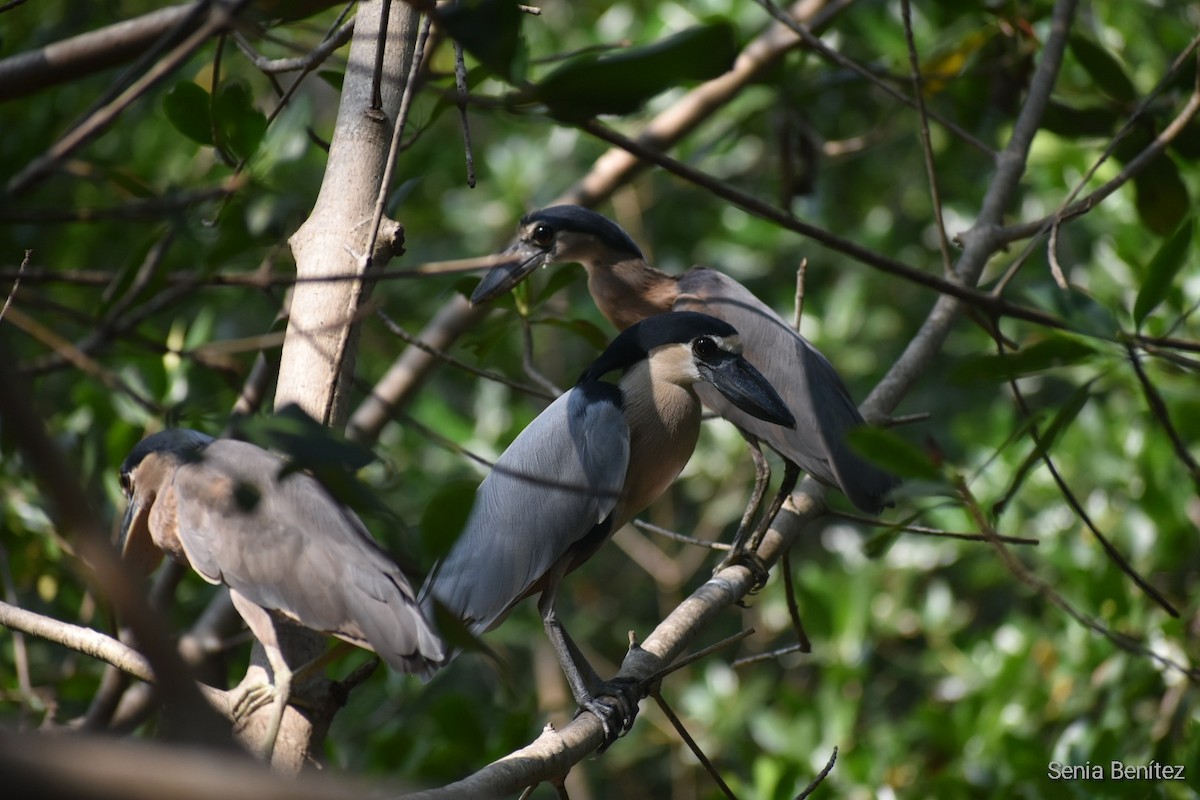 Boat-billed Heron - Senia Benitez