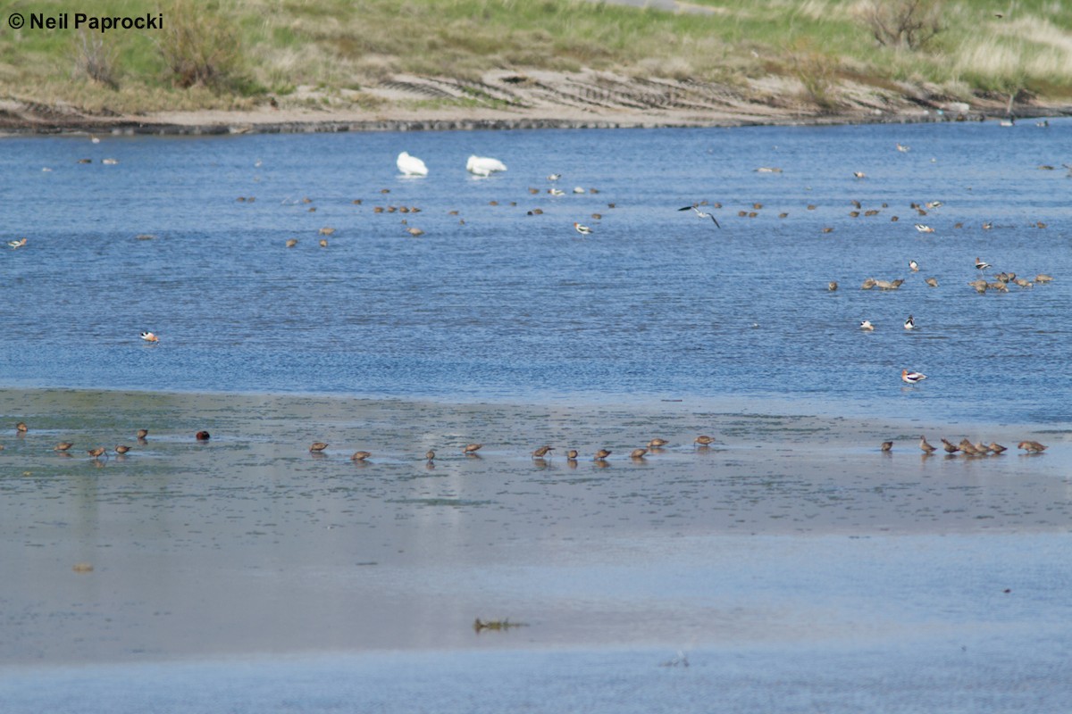 長嘴半蹼鷸 - ML56523451