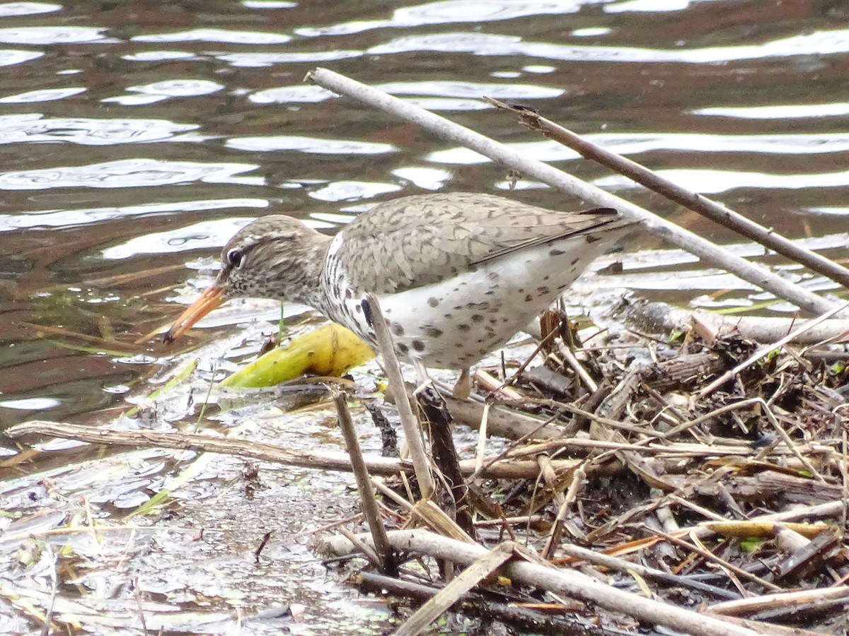 Spotted Sandpiper - Susan Kirchhausen