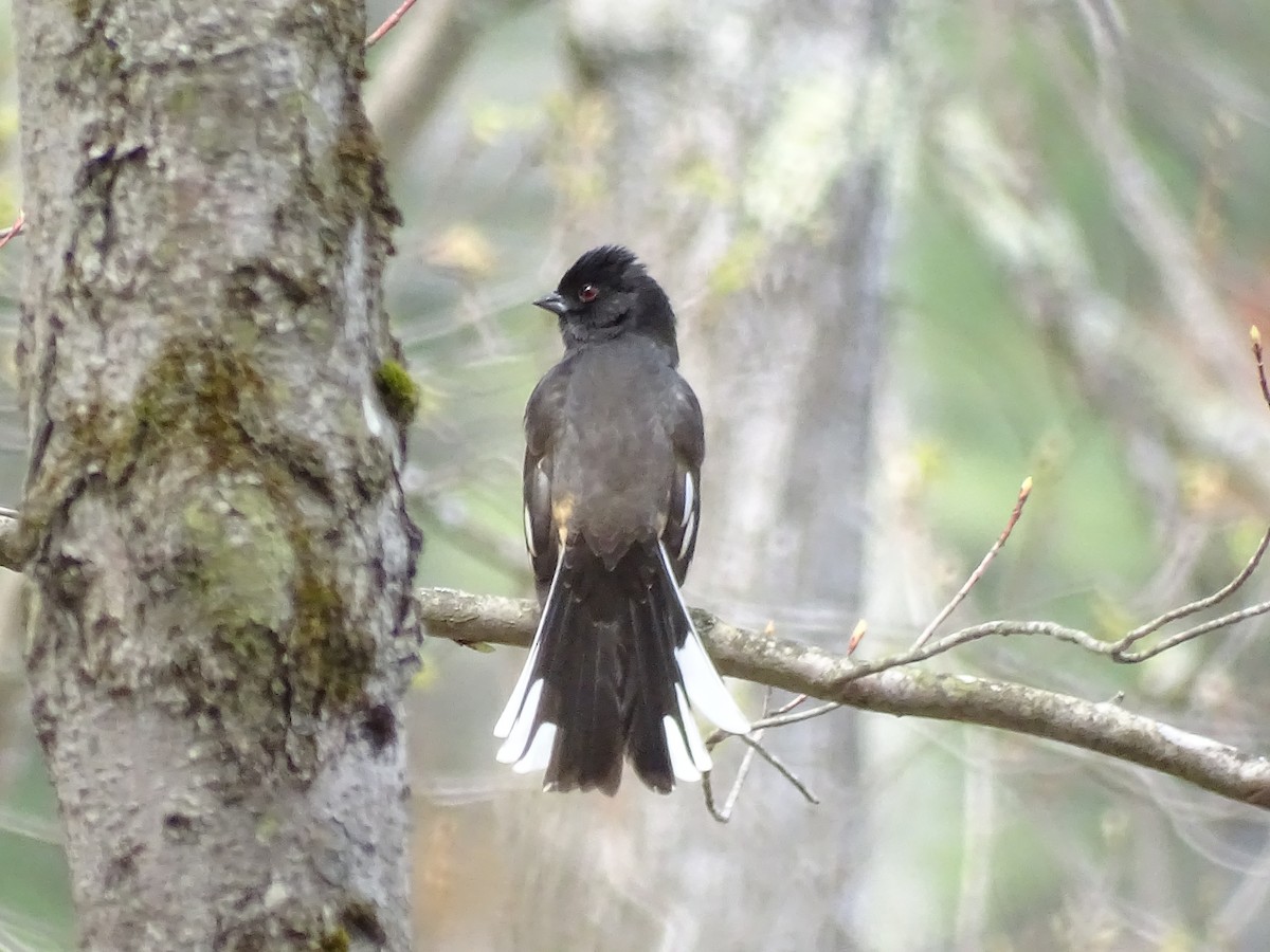 Eastern Towhee - Susan Kirchhausen