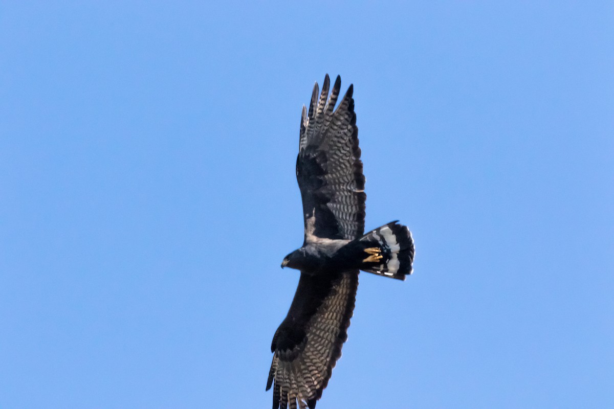 Zone-tailed Hawk - ML565235491