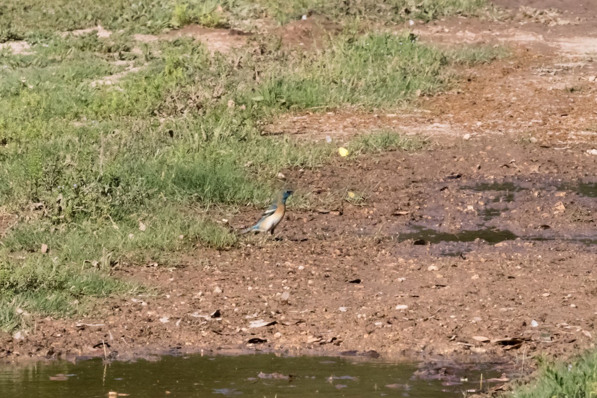 Lazuli Bunting - ML565235681