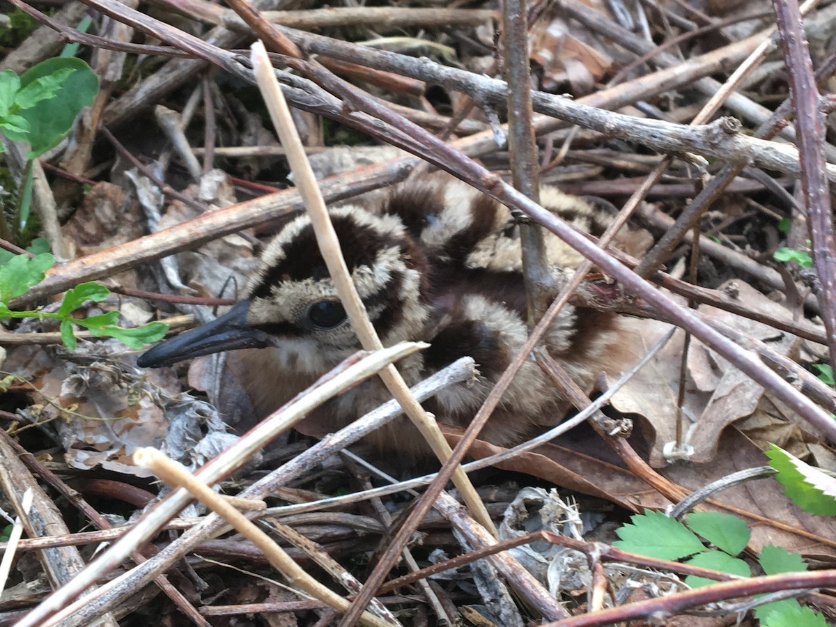 American Woodcock - ML56523781