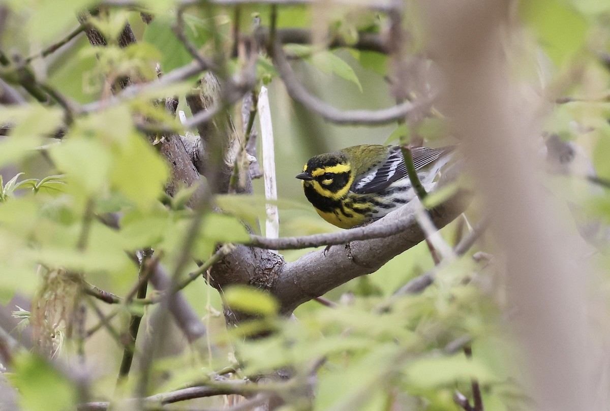Townsend's Warbler - ML565237841