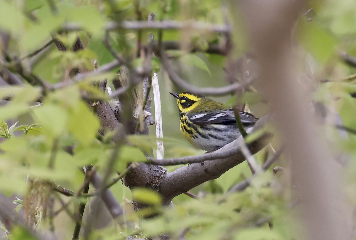Townsend's Warbler - ML565238071