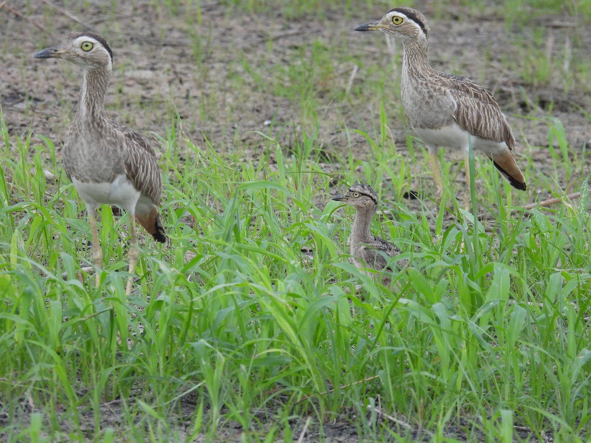 Double-striped Thick-knee - ML565238851