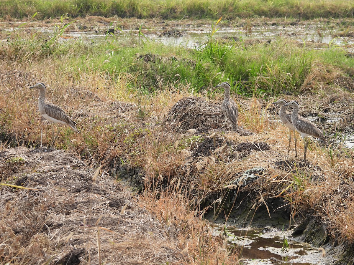 Double-striped Thick-knee - ML565238881