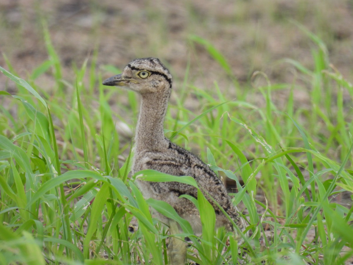 Double-striped Thick-knee - ML565238891