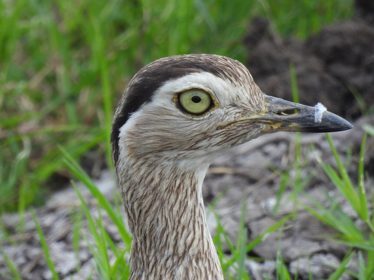 Double-striped Thick-knee - ML565238911