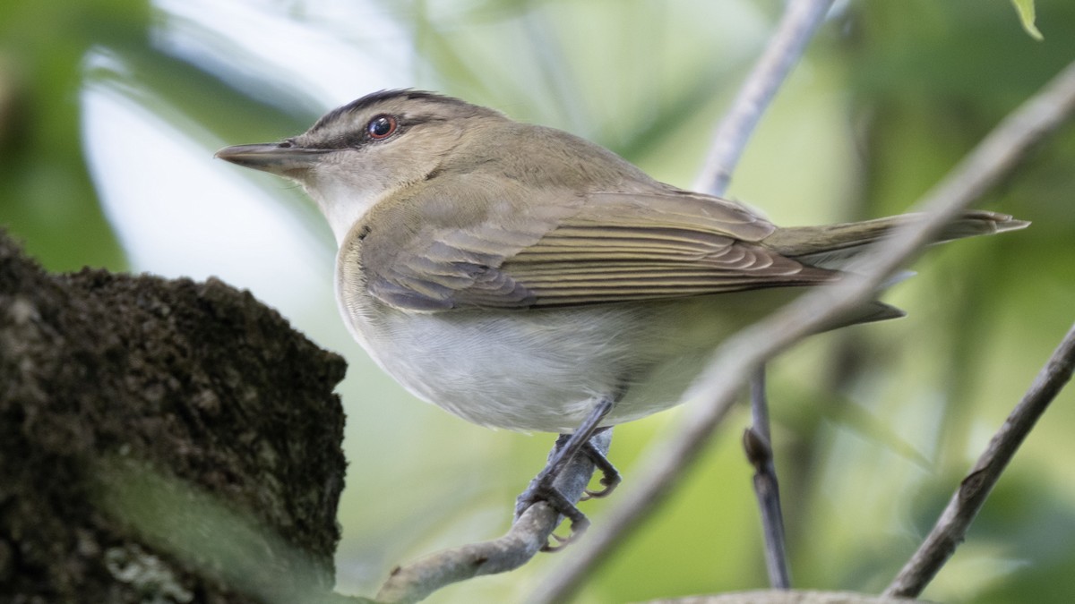 Red-eyed Vireo - ML565238971