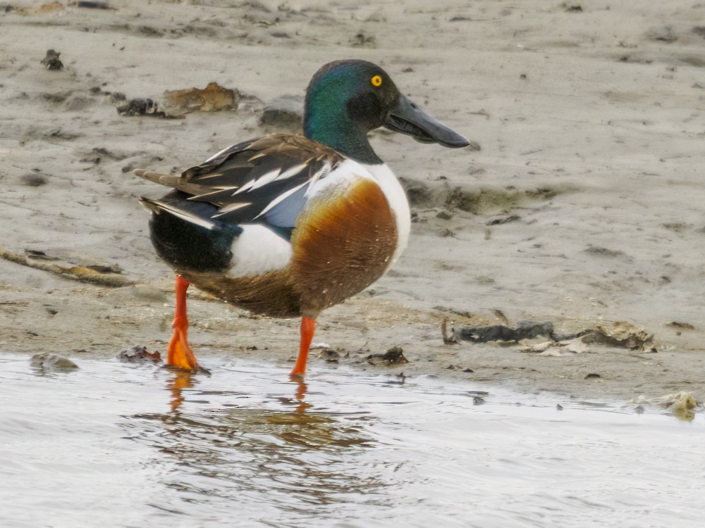 Northern Shoveler - Eleanor H Sarren