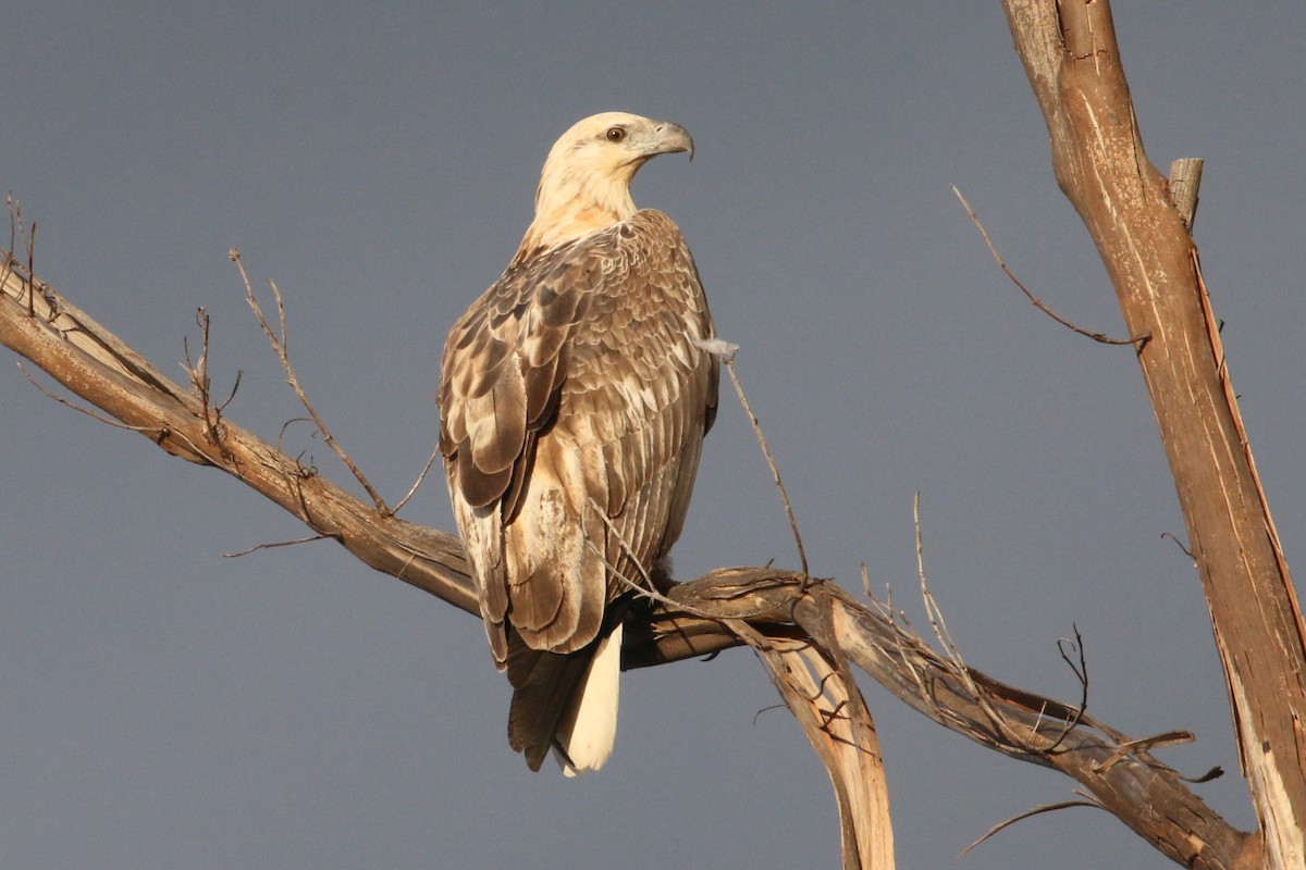 White-bellied Sea-Eagle - ML565239991