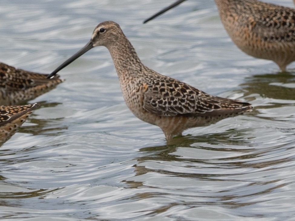 Long-billed Dowitcher - ML56524011