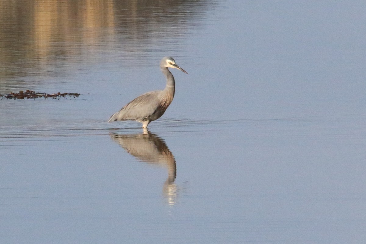 White-faced Heron - Leith Woodall