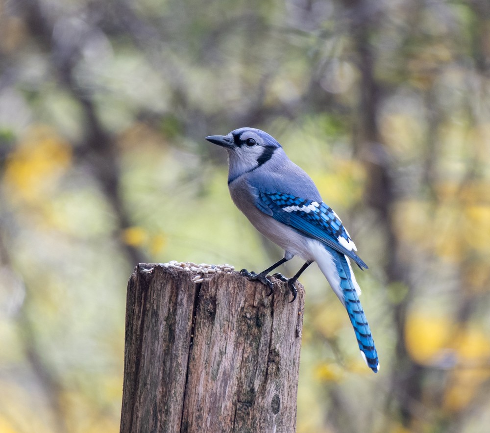 Blue Jay - Estela Quintero-Weldon