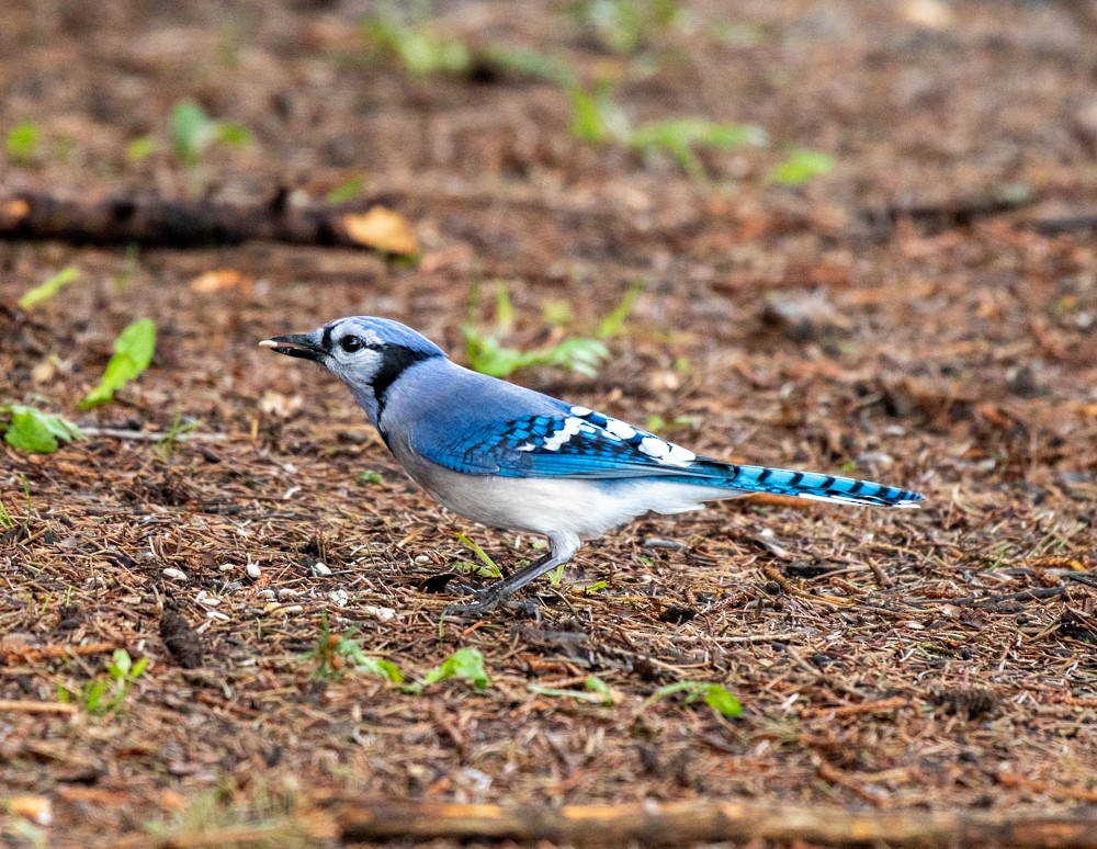 Blue Jay - Estela Quintero-Weldon