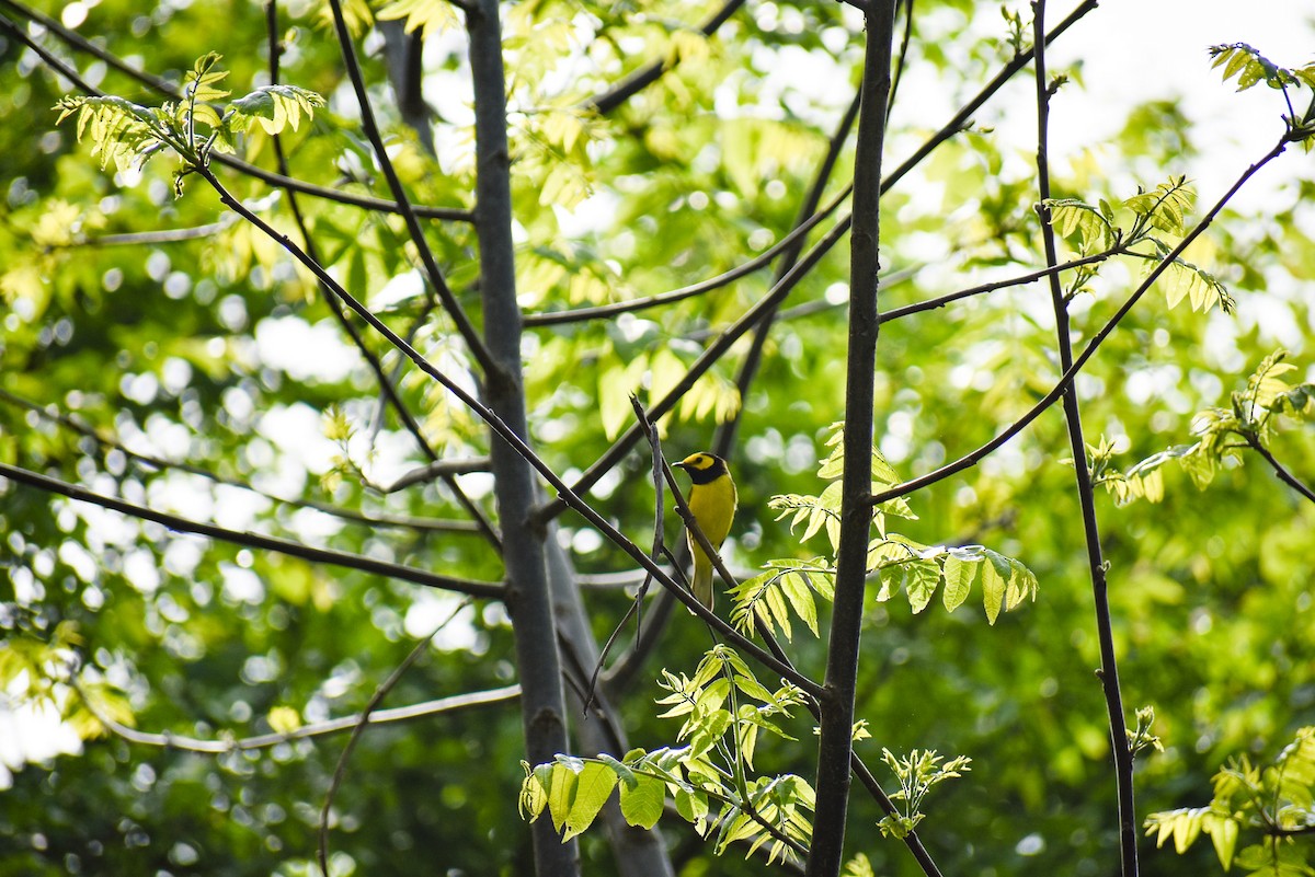 Hooded Warbler - ML565242791