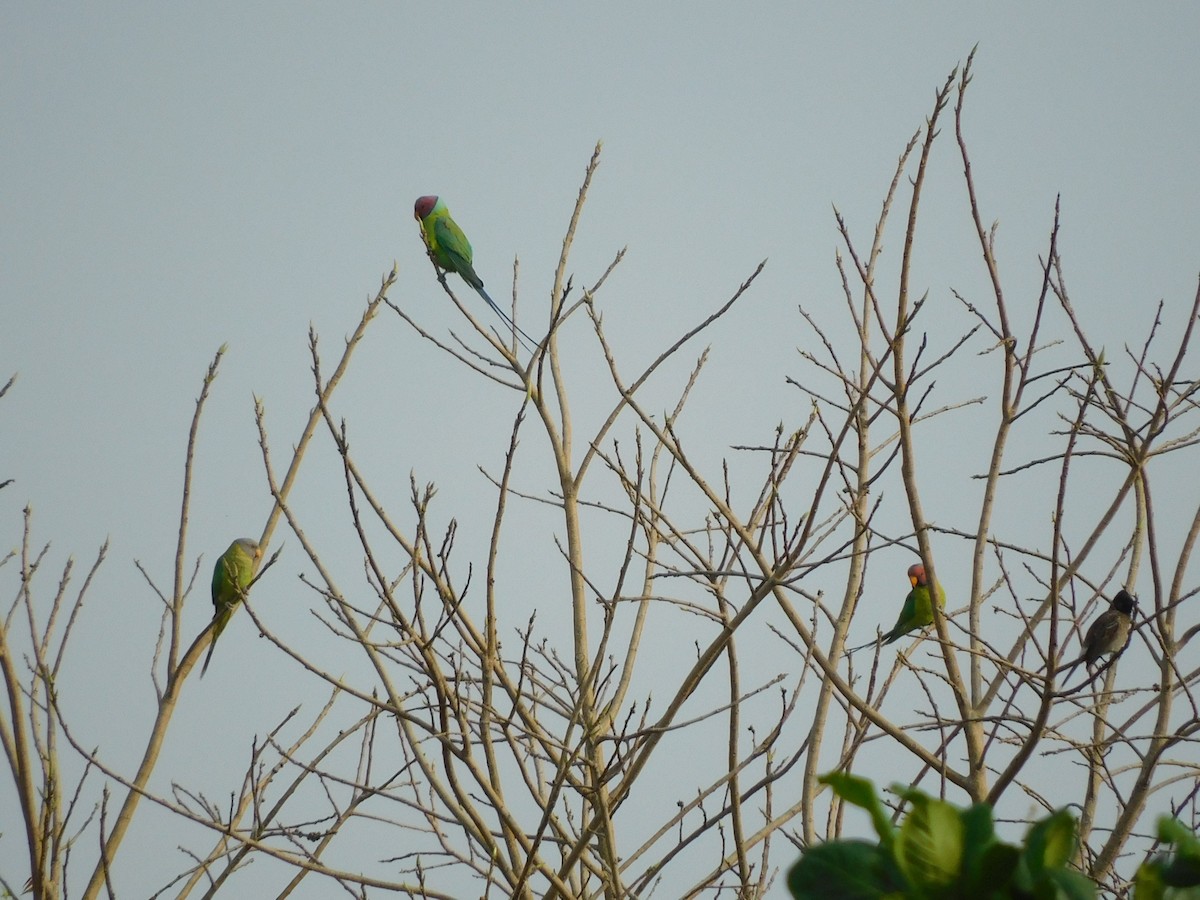 Plum-headed Parakeet - Shilpa Gadgil