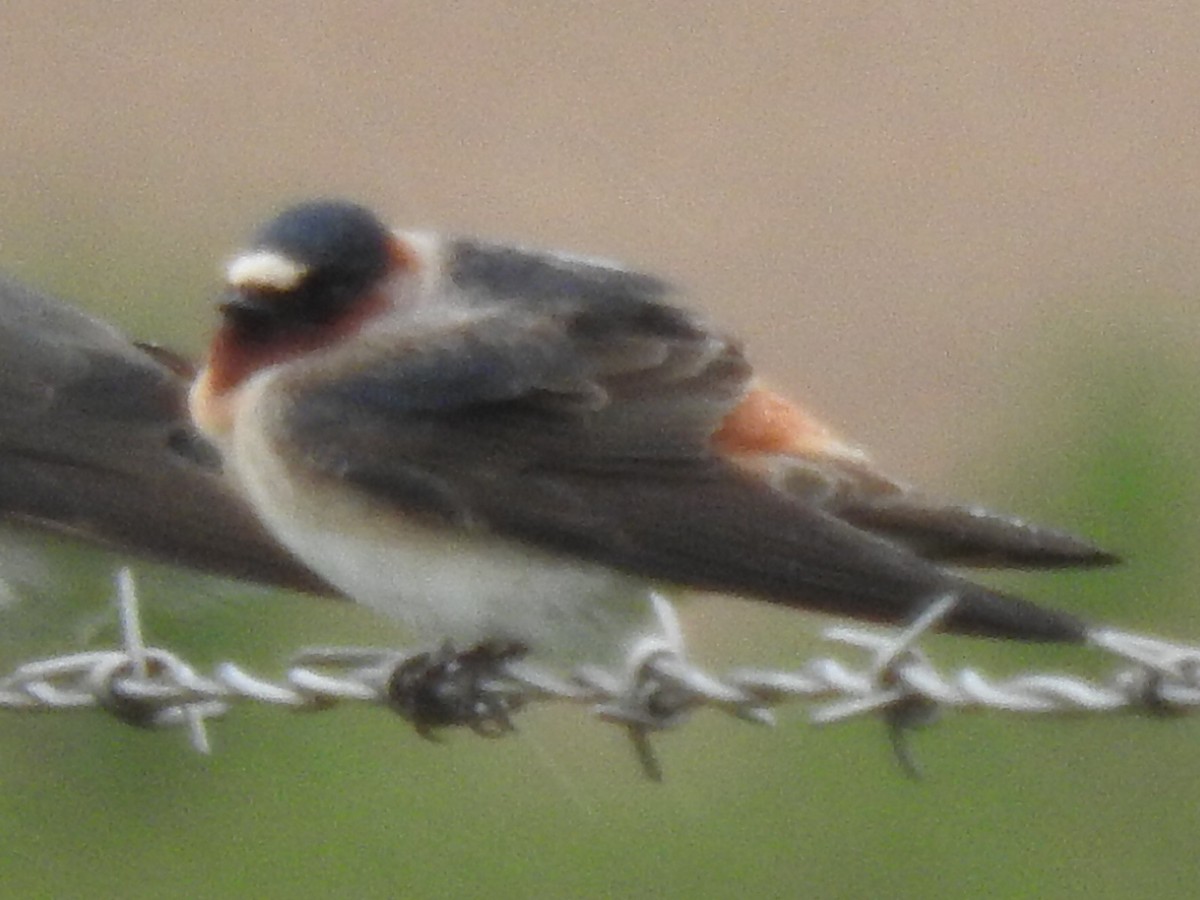 Cliff Swallow - ML56524431