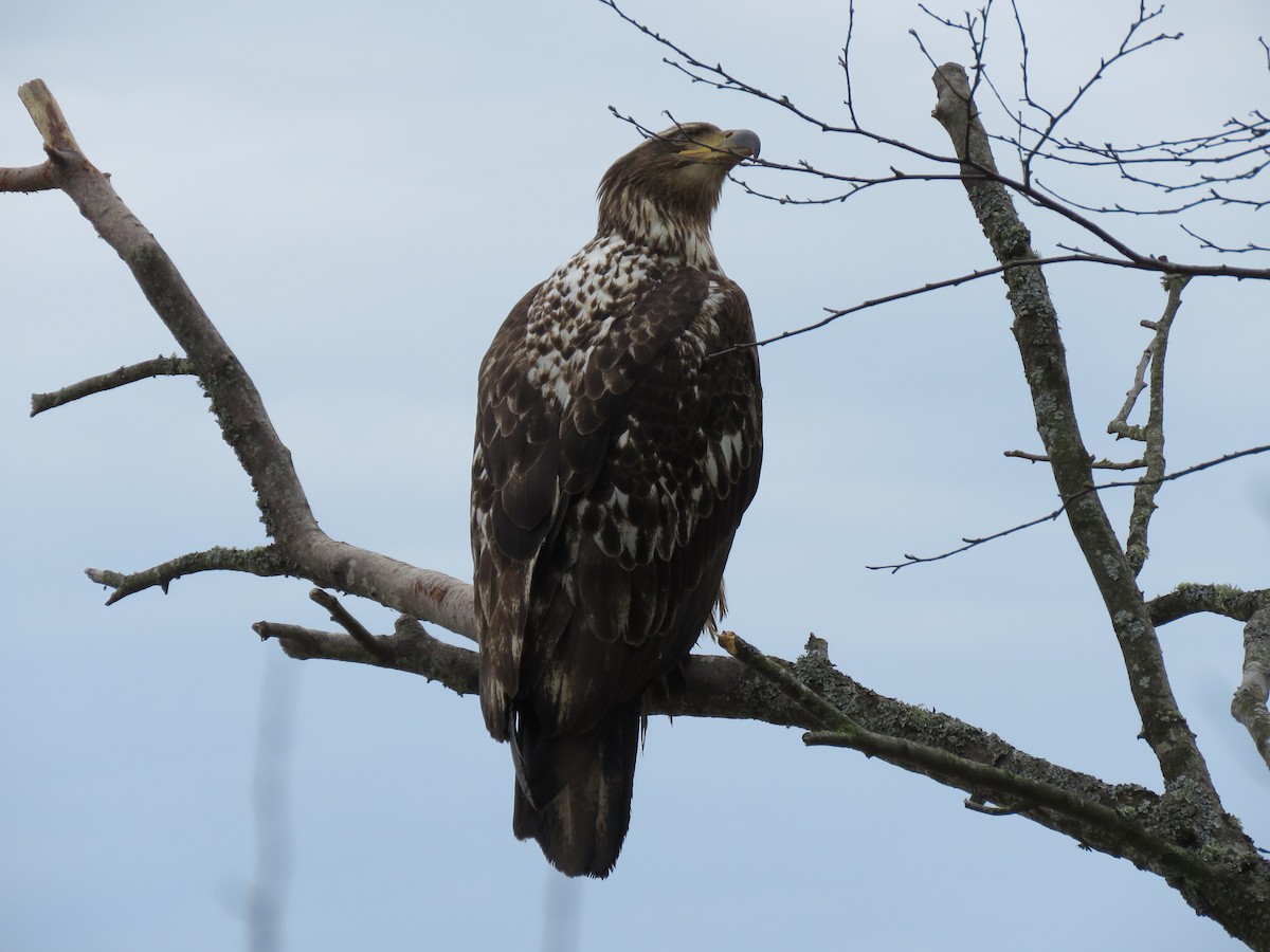 Weißkopf-Seeadler - ML565244761