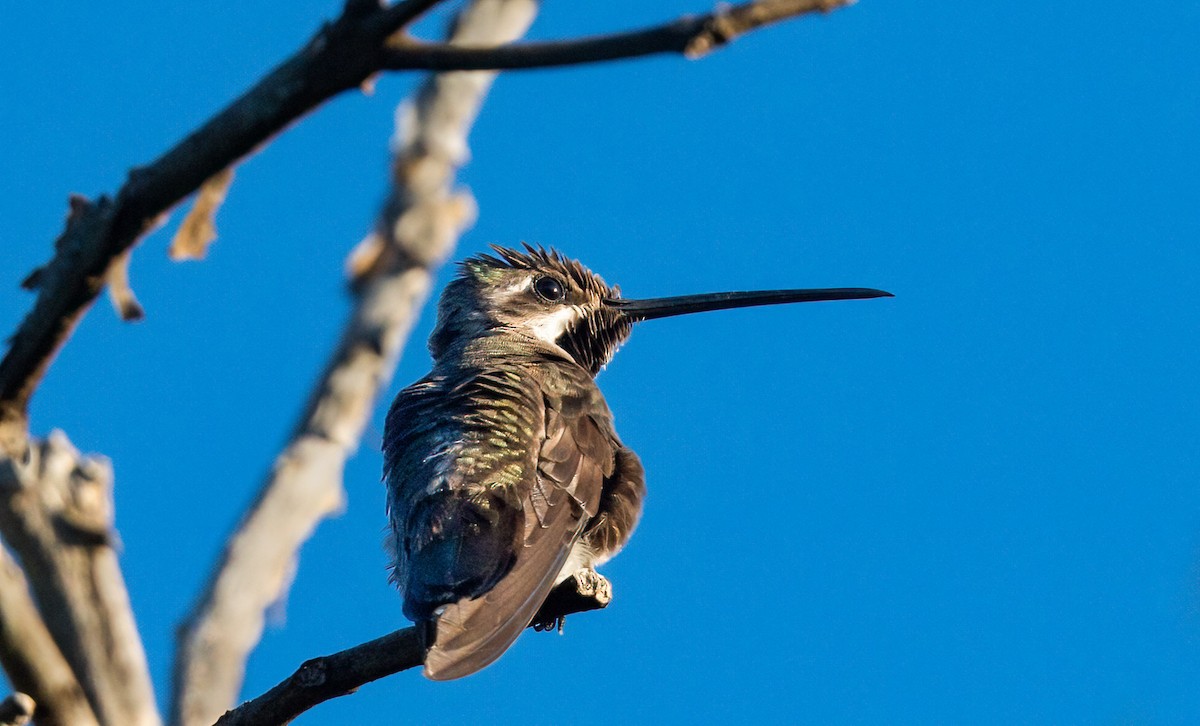 Plain-capped Starthroat - Jim Merritt